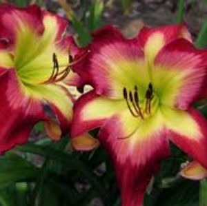 Meet your Posher DaylillieLane